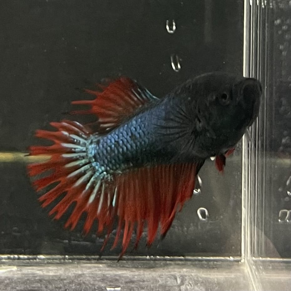 the-fish-farm Female Betta Female Betta - One Only - K Choose your own Female Betta at The Fish Farm Australia