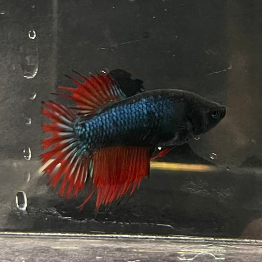 the-fish-farm Female Betta Female Betta - One Only - K Choose your own Female Betta at The Fish Farm Australia