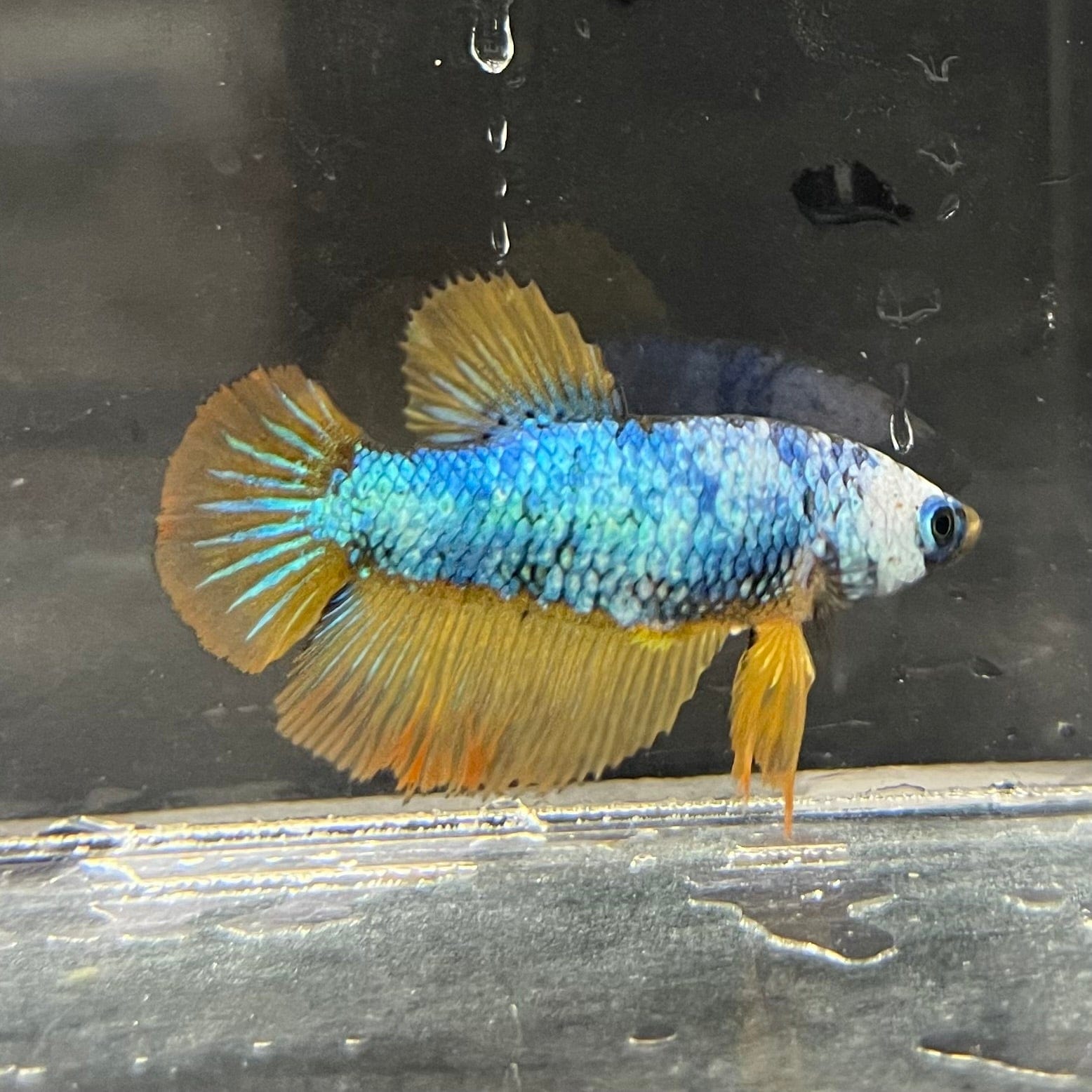 the-fish-farm Female Betta Female Betta - One Only - L Choose your own Female Betta at The Fish Farm Australia