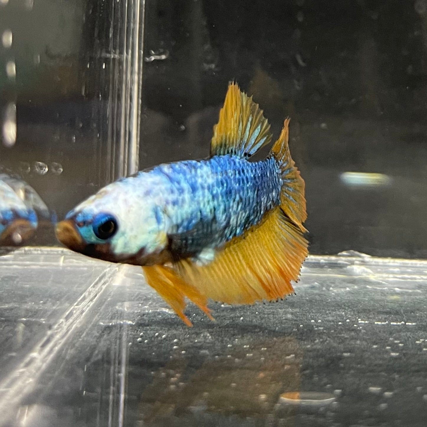 the-fish-farm Female Betta Female Betta - One Only - L Choose your own Female Betta at The Fish Farm Australia