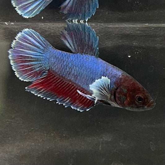 the-fish-farm Female Betta Female Betta - One Only - L Choose your own Female Betta at The Fish Farm Australia