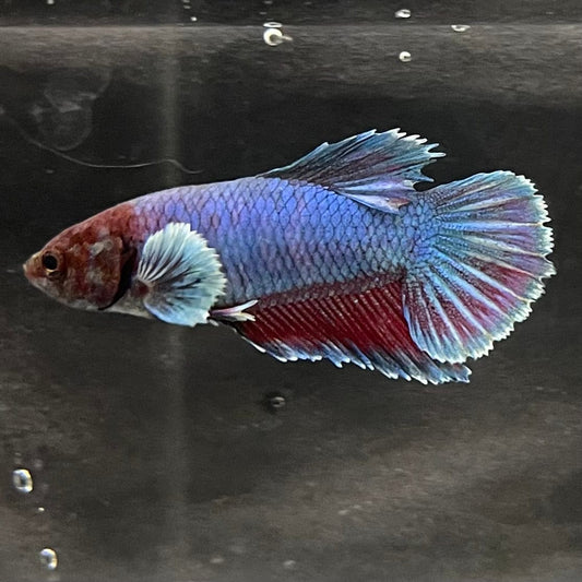 the-fish-farm Female Betta Female Betta - One Only - L Choose your own Female Betta at The Fish Farm Australia
