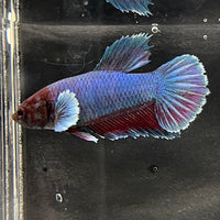 the-fish-farm Female Betta Female Betta - One Only - L Choose your own Female Betta at The Fish Farm Australia