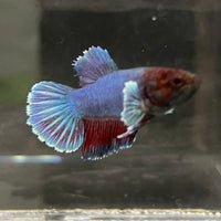 the-fish-farm Female Betta Female Betta - One Only - L Choose your own Female Betta at The Fish Farm Australia