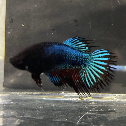 the-fish-farm Female Betta Female Betta - One Only - L Choose your own Female Betta at The Fish Farm Australia