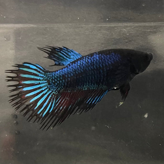 the-fish-farm Female Betta Female Betta - One Only - L Choose your own Female Betta at The Fish Farm Australia