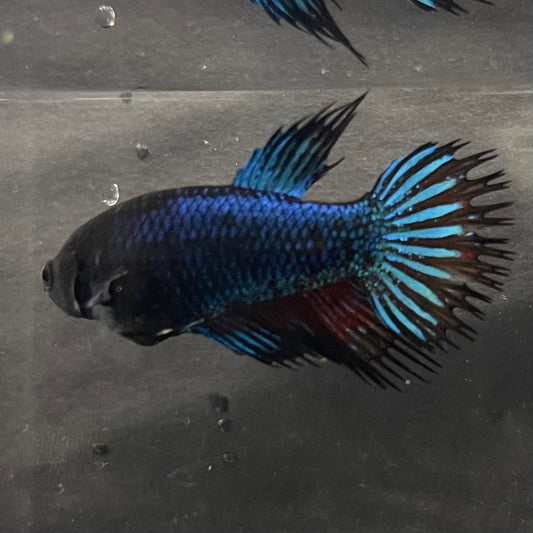 the-fish-farm Female Betta Female Betta - One Only - L Choose your own Female Betta at The Fish Farm Australia