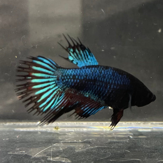 the-fish-farm Female Betta Female Betta - One Only - L Choose your own Female Betta at The Fish Farm Australia