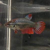the-fish-farm Female Betta Female Betta - One Only - L Choose your own Female Betta at The Fish Farm Australia