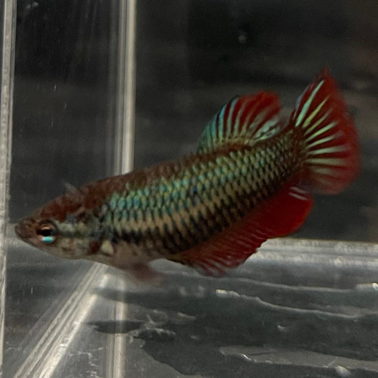 the-fish-farm Female Betta Female Betta - One Only - L Choose your own Female Betta at The Fish Farm Australia