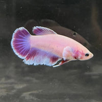 the-fish-farm Female Betta Female Betta - One Only - L Choose your own Female Betta at The Fish Farm Australia