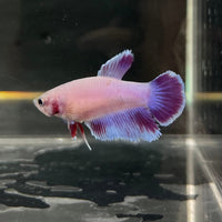 the-fish-farm Female Betta Female Betta - One Only - L Choose your own Female Betta at The Fish Farm Australia