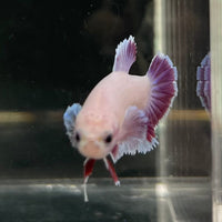 the-fish-farm Female Betta Female Betta - One Only - L Choose your own Female Betta at The Fish Farm Australia