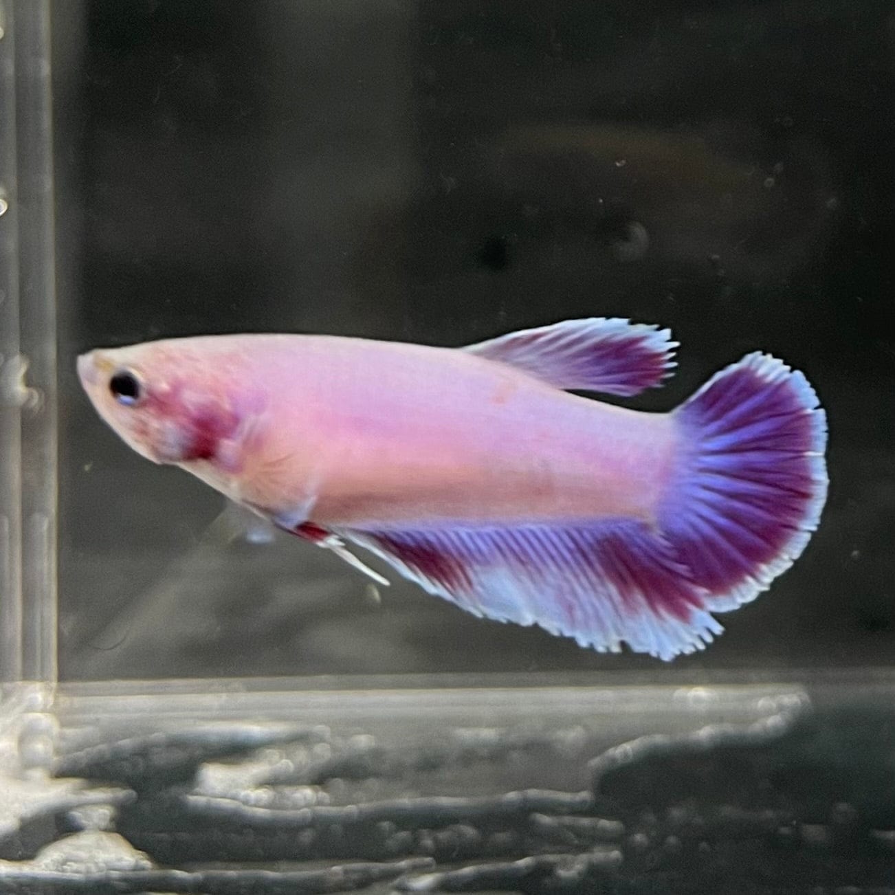 the-fish-farm Female Betta Female Betta - One Only - L Choose your own Female Betta at The Fish Farm Australia