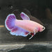 the-fish-farm Female Betta Female Betta - One Only - L Choose your own Female Betta at The Fish Farm Australia