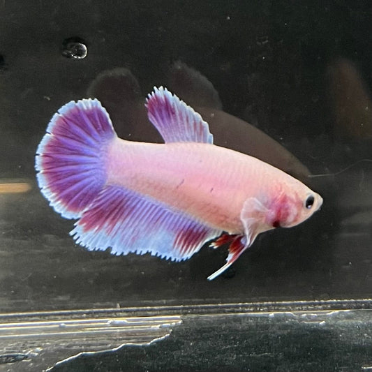 the-fish-farm Female Betta Female Betta - One Only - L Choose your own Female Betta at The Fish Farm Australia