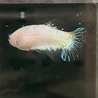 the-fish-farm Female Betta Female Betta - One Only - L Choose your own Female Betta at The Fish Farm Australia