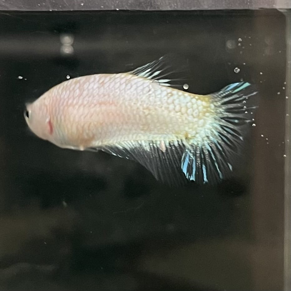 the-fish-farm Female Betta Female Betta - One Only - L Choose your own Female Betta at The Fish Farm Australia