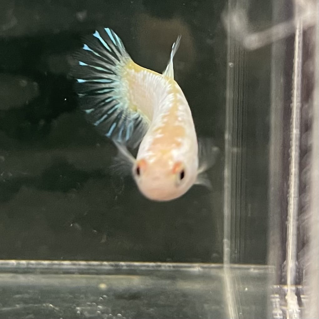 the-fish-farm Female Betta Female Betta - One Only - L Choose your own Female Betta at The Fish Farm Australia