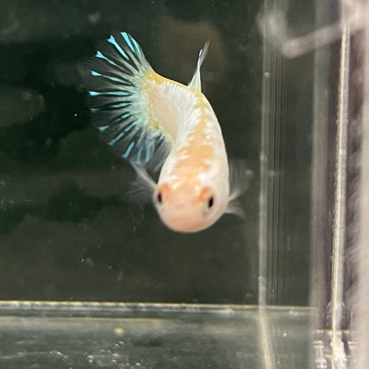 the-fish-farm Female Betta Female Betta - One Only - L Choose your own Female Betta at The Fish Farm Australia