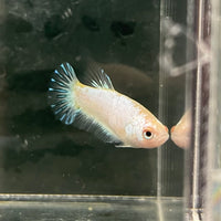 the-fish-farm Female Betta Female Betta - One Only - L Choose your own Female Betta at The Fish Farm Australia