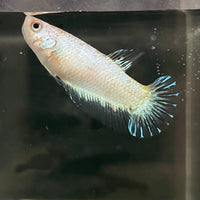 the-fish-farm Female Betta Female Betta - One Only - L Choose your own Female Betta at The Fish Farm Australia