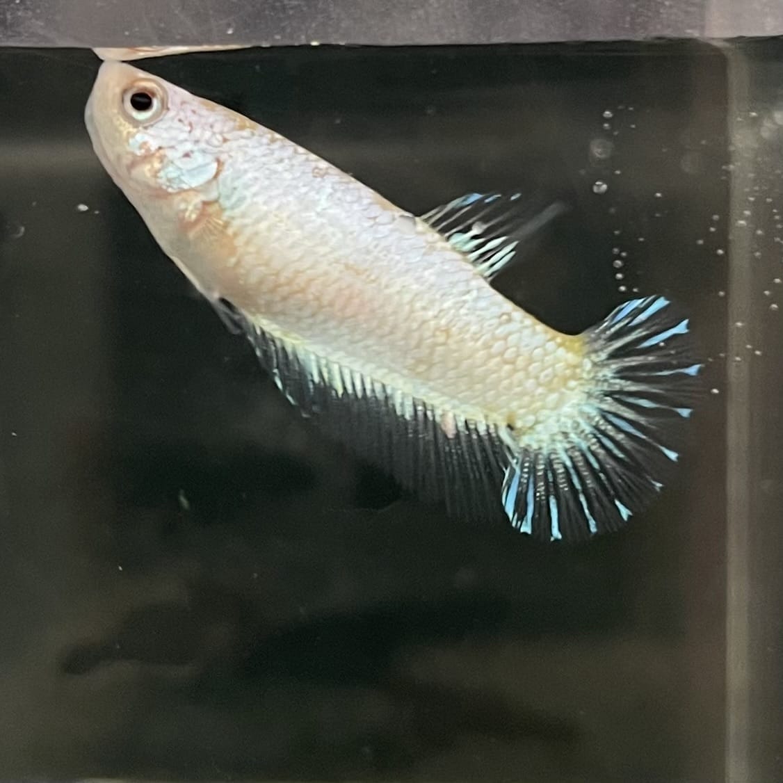 the-fish-farm Female Betta Female Betta - One Only - L Choose your own Female Betta at The Fish Farm Australia
