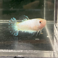 the-fish-farm Female Betta Female Betta - One Only - L Choose your own Female Betta at The Fish Farm Australia