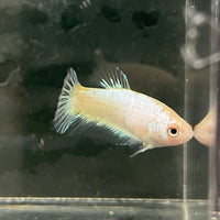 the-fish-farm Female Betta Female Betta - One Only - L Choose your own Female Betta at The Fish Farm Australia
