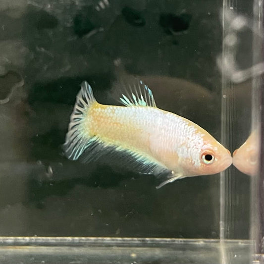 the-fish-farm Female Betta Female Betta - One Only - L Choose your own Female Betta at The Fish Farm Australia