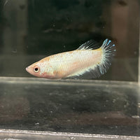 the-fish-farm Female Betta Female Betta - One Only - L Choose your own Female Betta at The Fish Farm Australia