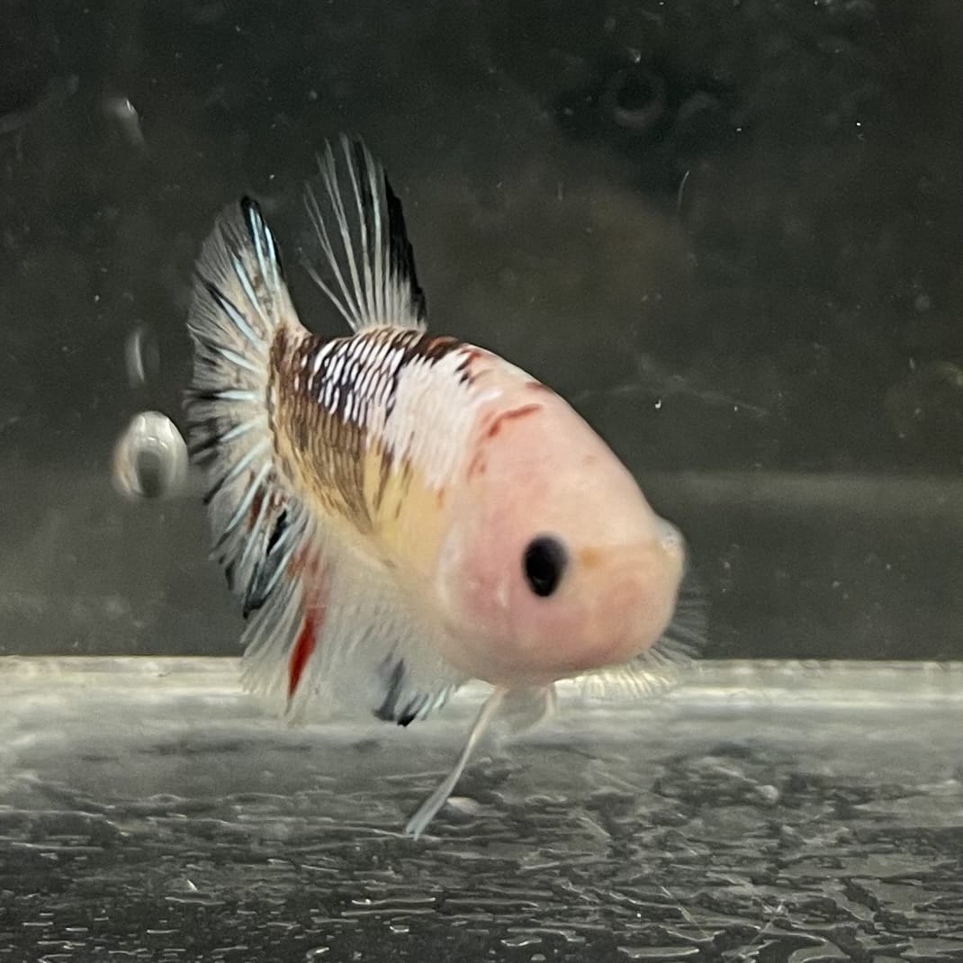 the-fish-farm Female Betta Female Betta - One Only - L Choose your own Female Betta at The Fish Farm Australia
