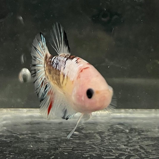 the-fish-farm Female Betta Female Betta - One Only - L Choose your own Female Betta at The Fish Farm Australia