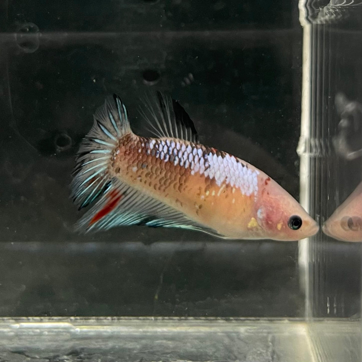 the-fish-farm Female Betta Female Betta - One Only - L Choose your own Female Betta at The Fish Farm Australia