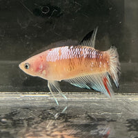 the-fish-farm Female Betta Female Betta - One Only - L Choose your own Female Betta at The Fish Farm Australia