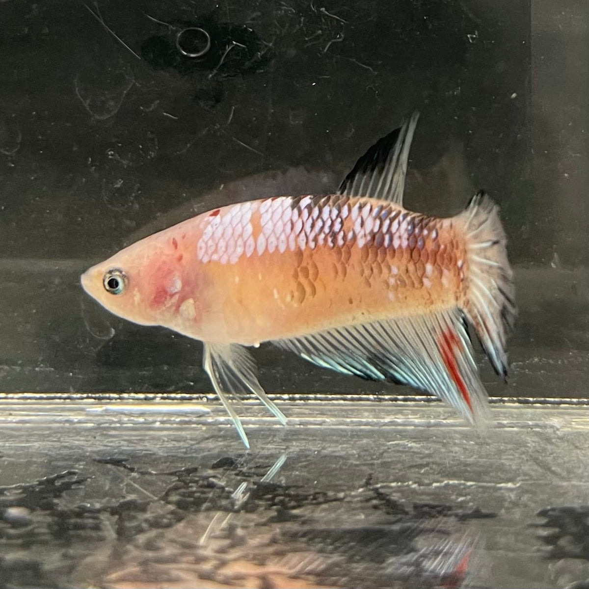 the-fish-farm Female Betta Female Betta - One Only - L Choose your own Female Betta at The Fish Farm Australia