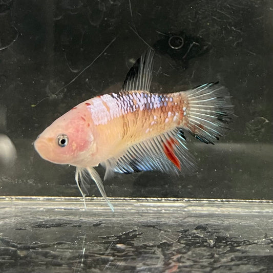 the-fish-farm Female Betta Female Betta - One Only - L Choose your own Female Betta at The Fish Farm Australia