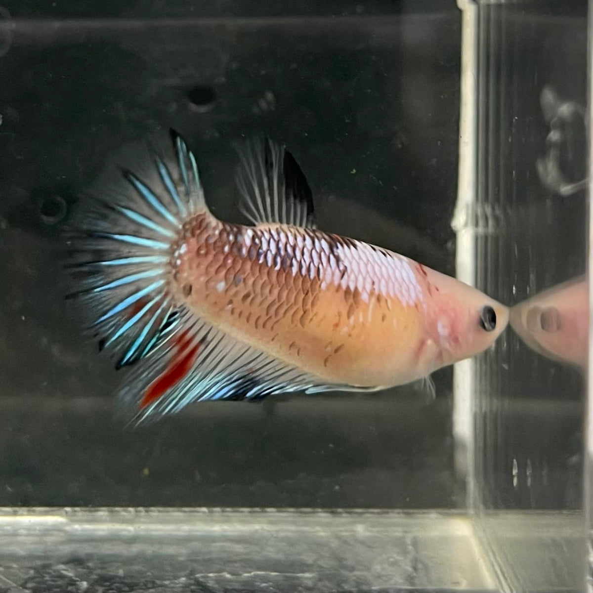 the-fish-farm Female Betta Female Betta - One Only - L Choose your own Female Betta at The Fish Farm Australia