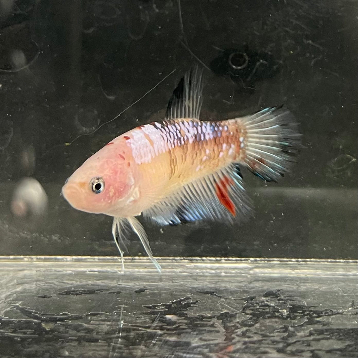 the-fish-farm Female Betta Female Betta - One Only - L Choose your own Female Betta at The Fish Farm Australia