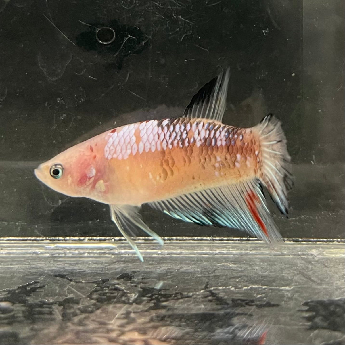 the-fish-farm Female Betta Female Betta - One Only - L Choose your own Female Betta at The Fish Farm Australia
