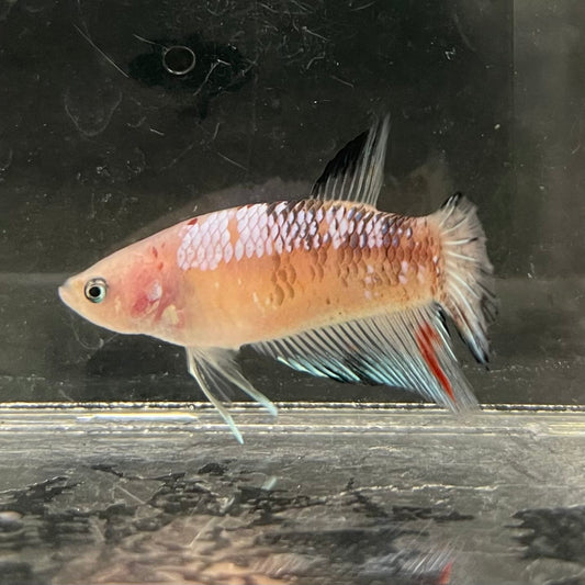 the-fish-farm Female Betta Female Betta - One Only - L Choose your own Female Betta at The Fish Farm Australia
