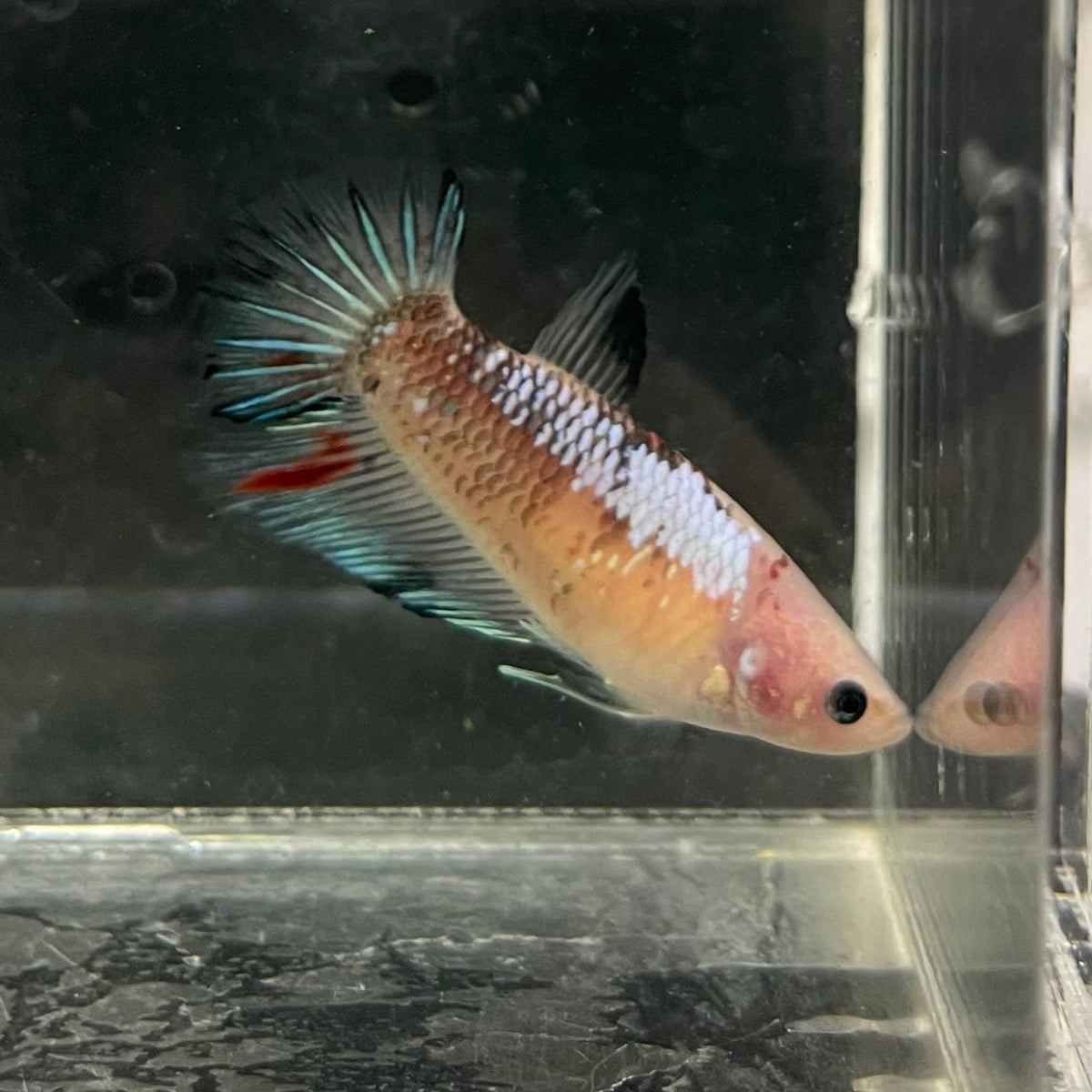the-fish-farm Female Betta Female Betta - One Only - L Choose your own Female Betta at The Fish Farm Australia