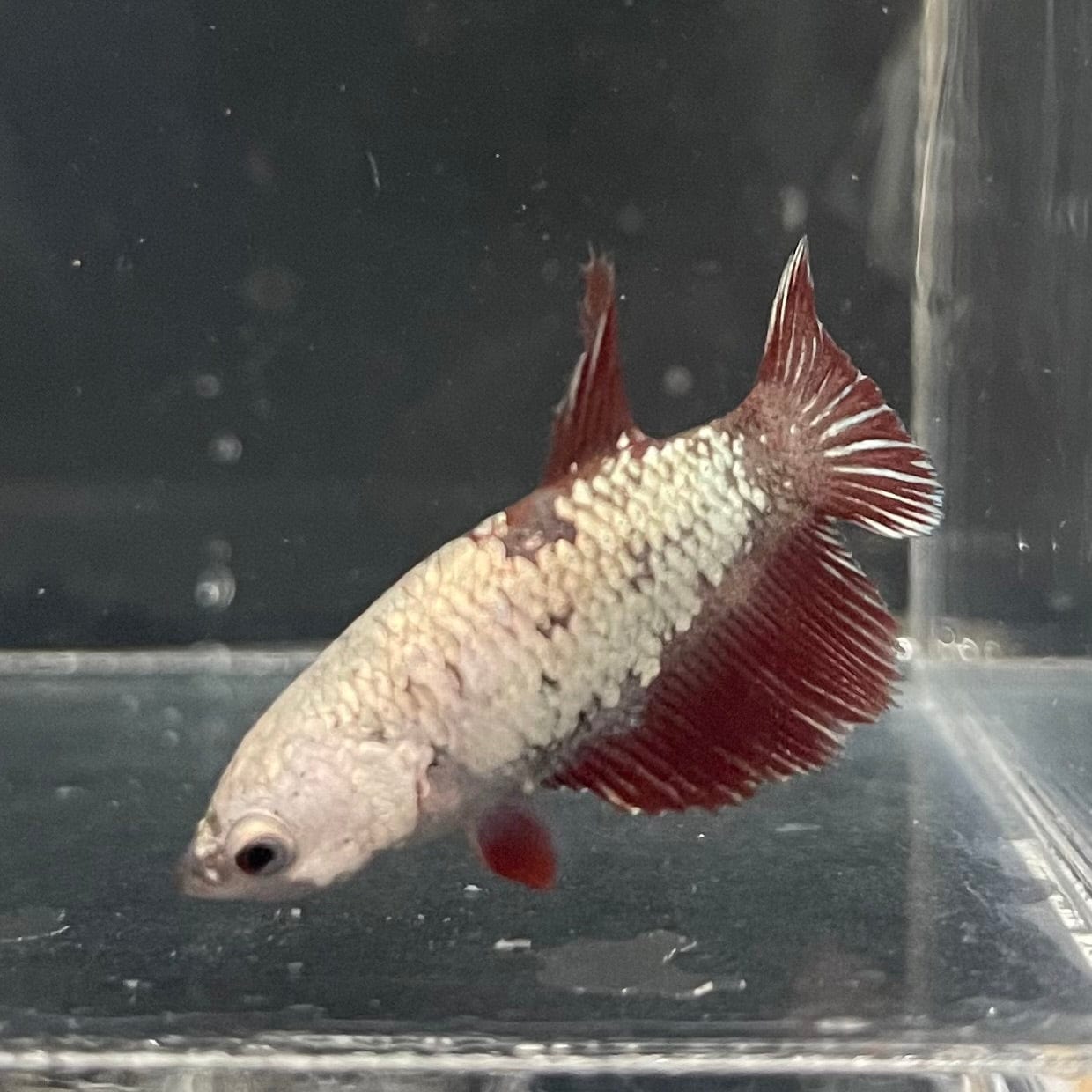 the-fish-farm Female Betta Female Betta - One Only - L Choose your own Female Betta at The Fish Farm Australia