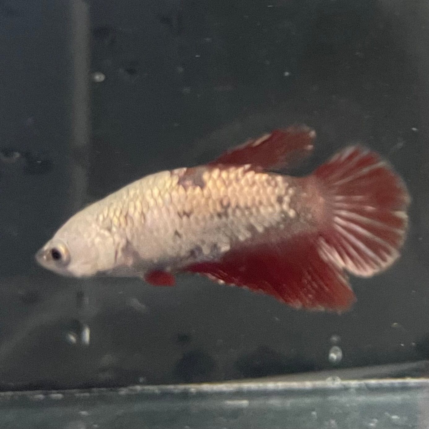 the-fish-farm Female Betta Female Betta - One Only - L Choose your own Female Betta at The Fish Farm Australia