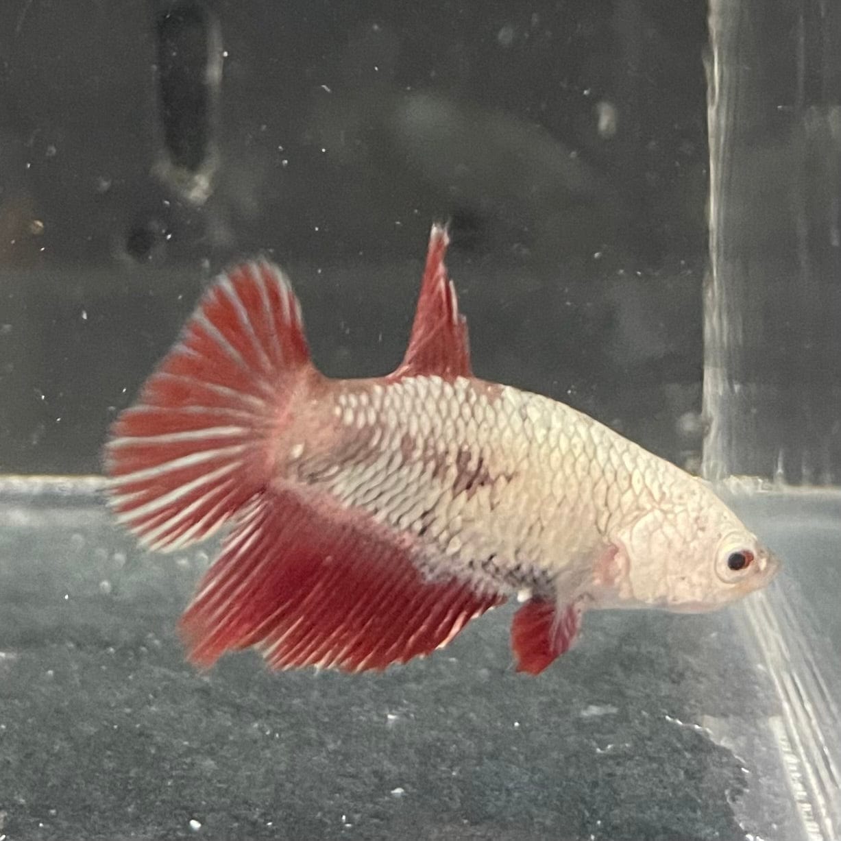 the-fish-farm Female Betta Female Betta - One Only - L Choose your own Female Betta at The Fish Farm Australia