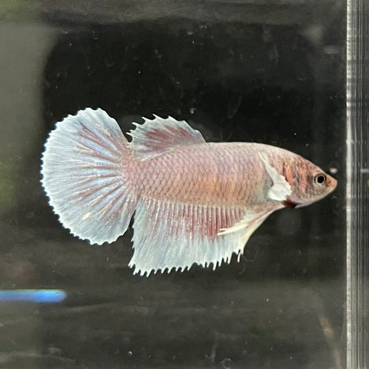 the-fish-farm Female Betta Female Betta - One Only - M Choose your own Female Betta at The Fish Farm Australia