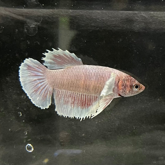 the-fish-farm Female Betta Female Betta - One Only - M Choose your own Female Betta at The Fish Farm Australia