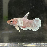the-fish-farm Female Betta Female Betta - One Only - M Choose your own Female Betta at The Fish Farm Australia
