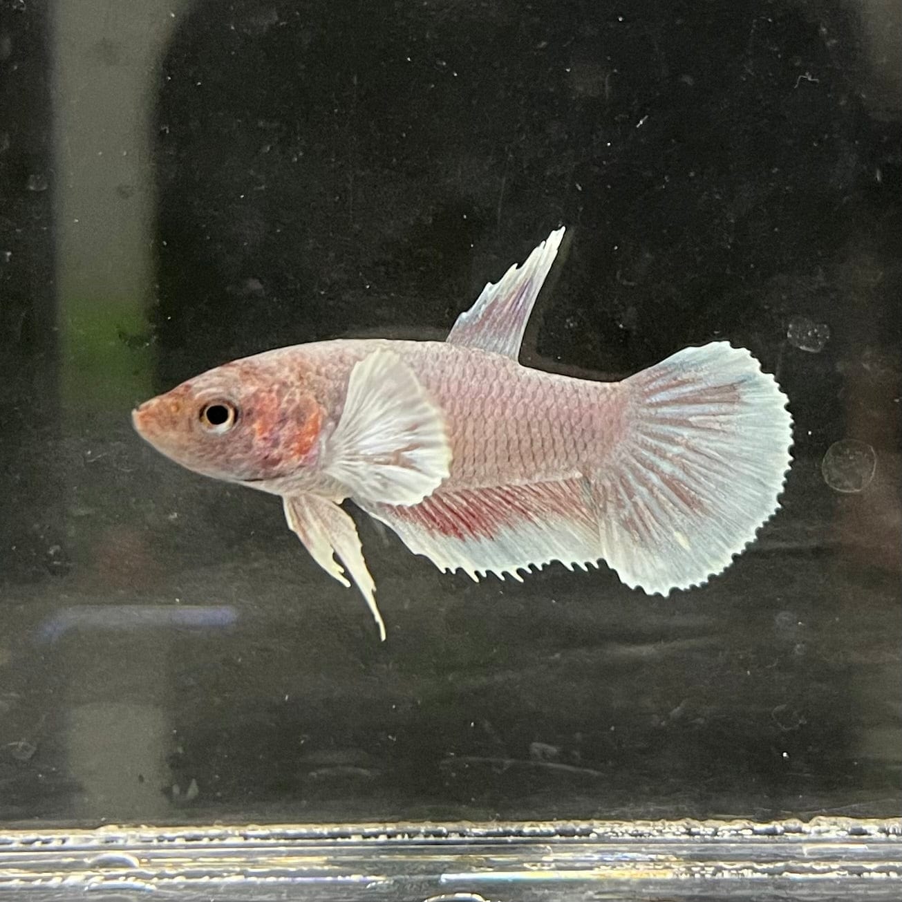 the-fish-farm Female Betta Female Betta - One Only - M Choose your own Female Betta at The Fish Farm Australia