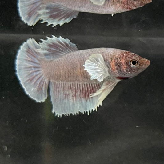 the-fish-farm Female Betta Female Betta - One Only - M Choose your own Female Betta at The Fish Farm Australia